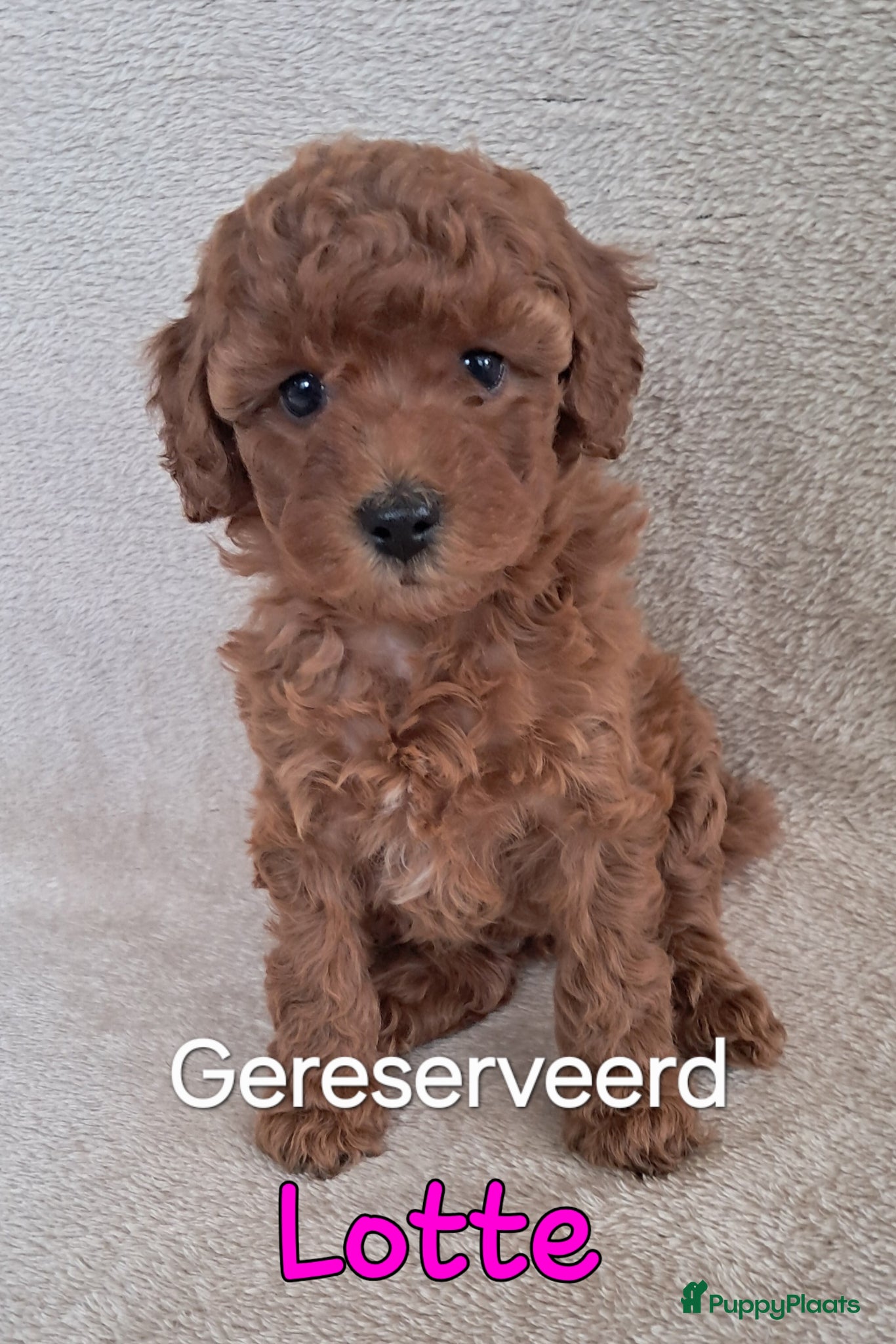 Labradoodle honden F1b mini doodles - Advertentie 2