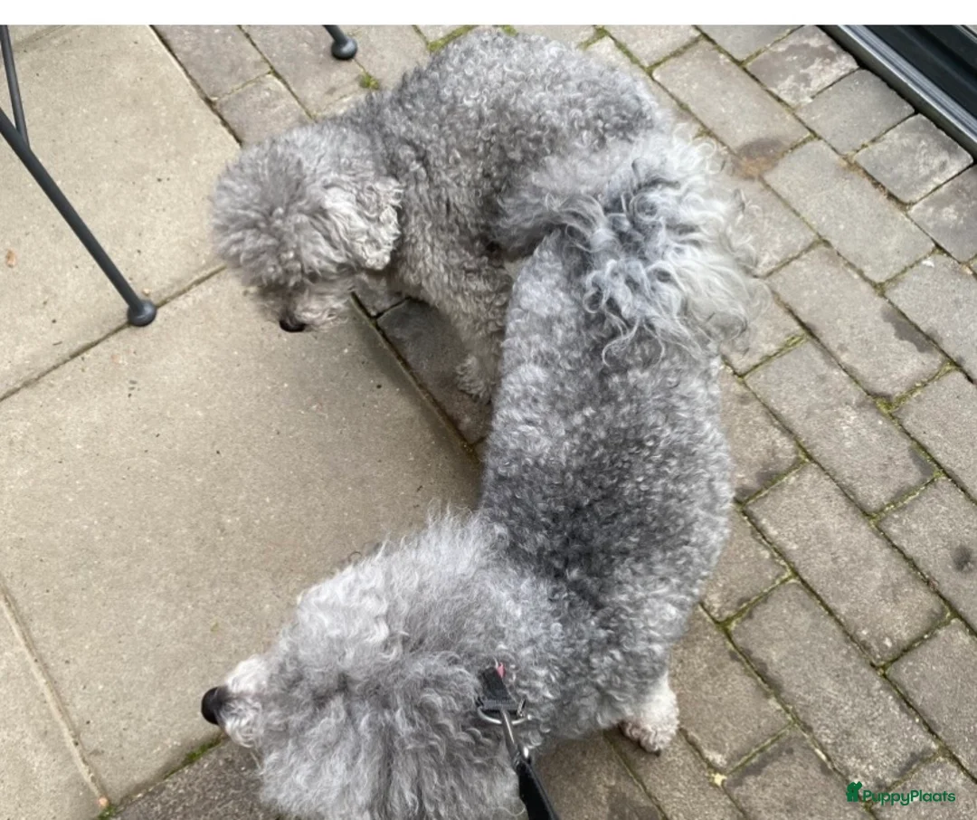 Dwergpoedel honden te koop: Dwergpoedel - Advertentie 2