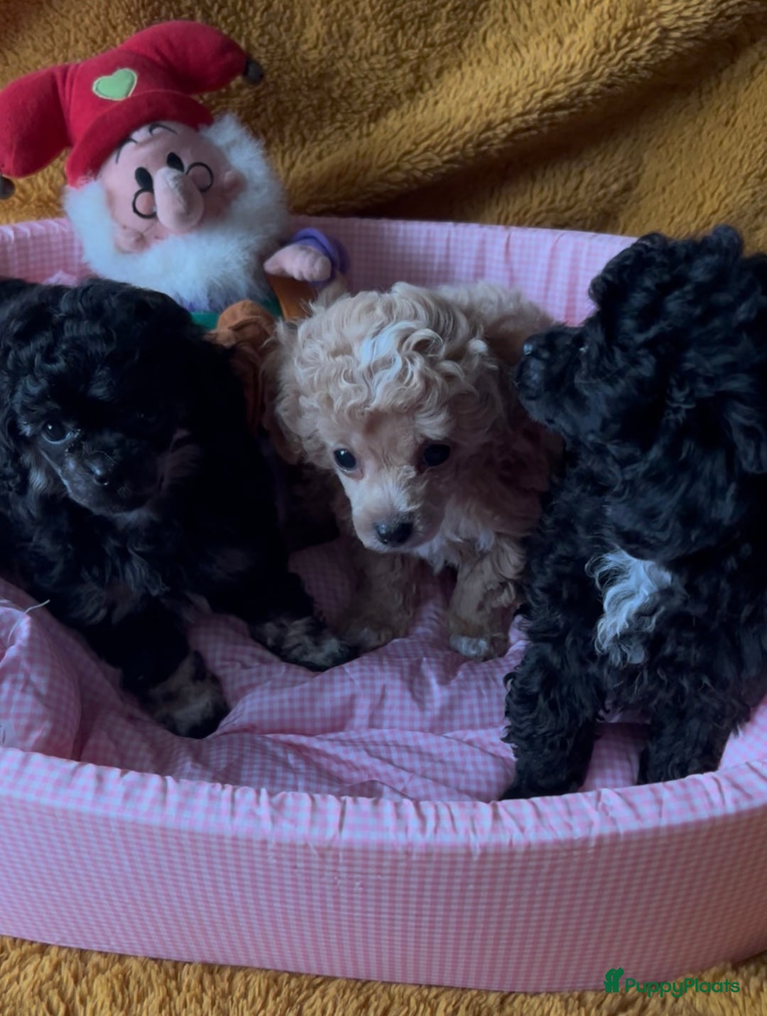 Poedel Toy honden te koop: Toy poedels  - Advertentie 5