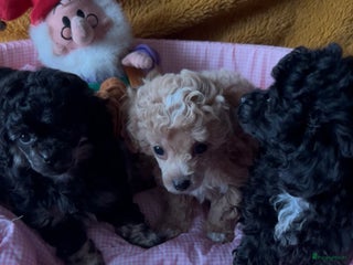 Poedel Toy honden Toy poedels - Advertentie 4