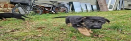 Duitse Herder honden te koop: Topkwaliteit Duitse Herder Pups - Advertentie 3