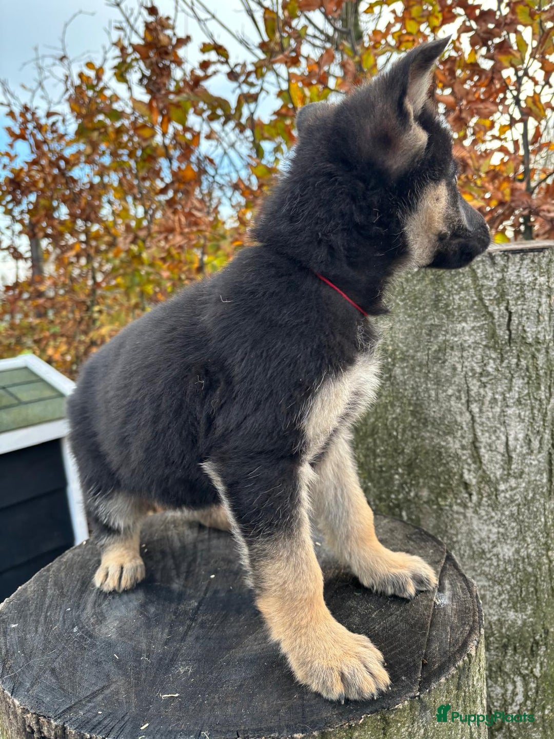 Duitse Herder honden te koop: Duitse herder pups -10 WK- nog 1 pup beschikbaar! - Advertentie 28