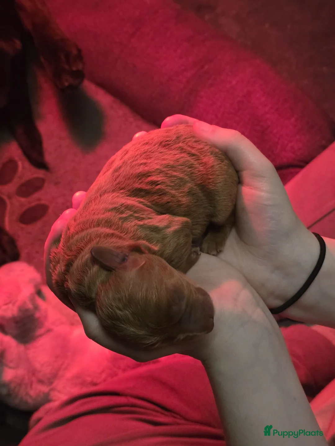 Labradoodle honden te koop: 2 labradoodles puppy - Advertentie 2