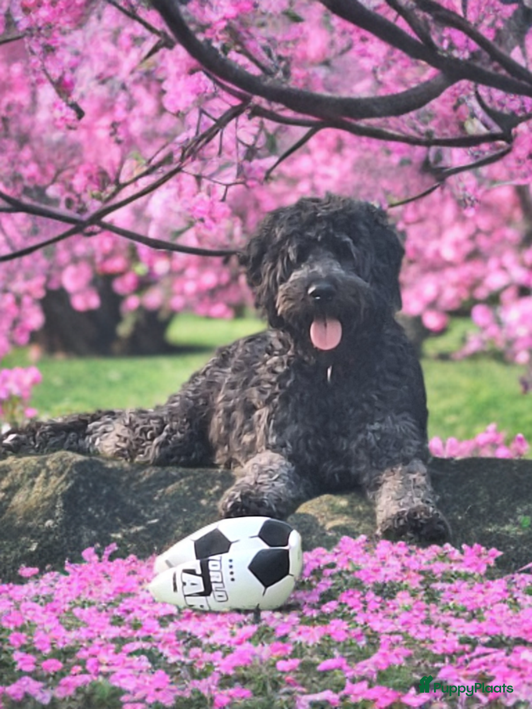 Bernedoodle honden te koop: Bernedoodles multigen - Afbeelding 4