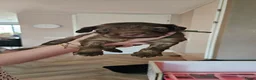Kruising honden te koop: Prachtige en lieve doodle pups!!  - Advertentie 9