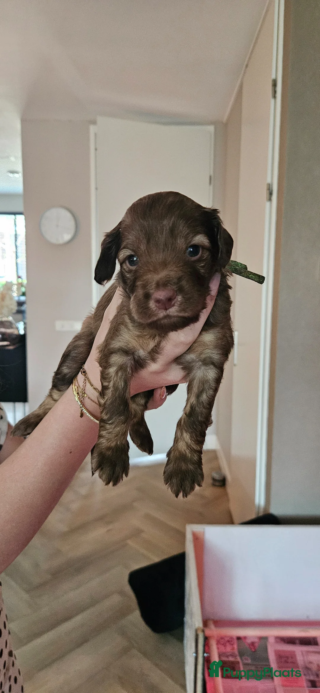 Kruising honden te koop: Prachtige en lieve doodle pups!!  - Advertentie 9