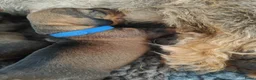 Ruwhaar Teckel honden te koop: Prachtige lieve ruwharige standaard teckel pups - Advertentie 5