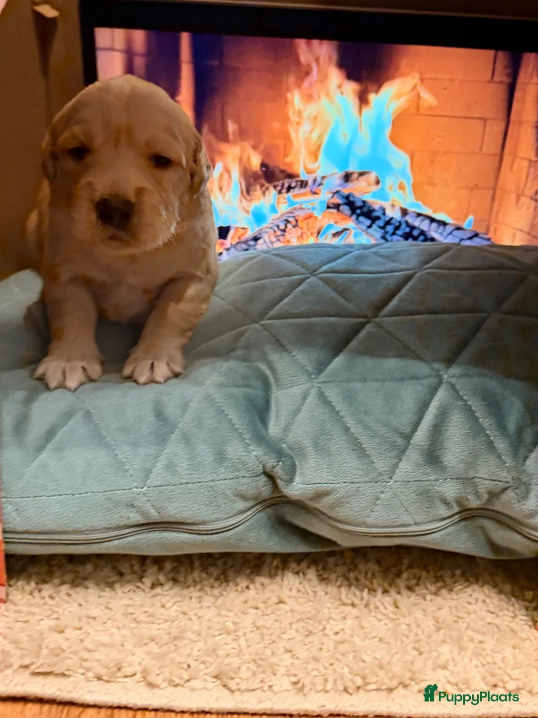 Portugese Waterhond honden te koop: Barbado da Terceira (puppies) in Leiderdorp - Advertentie 2