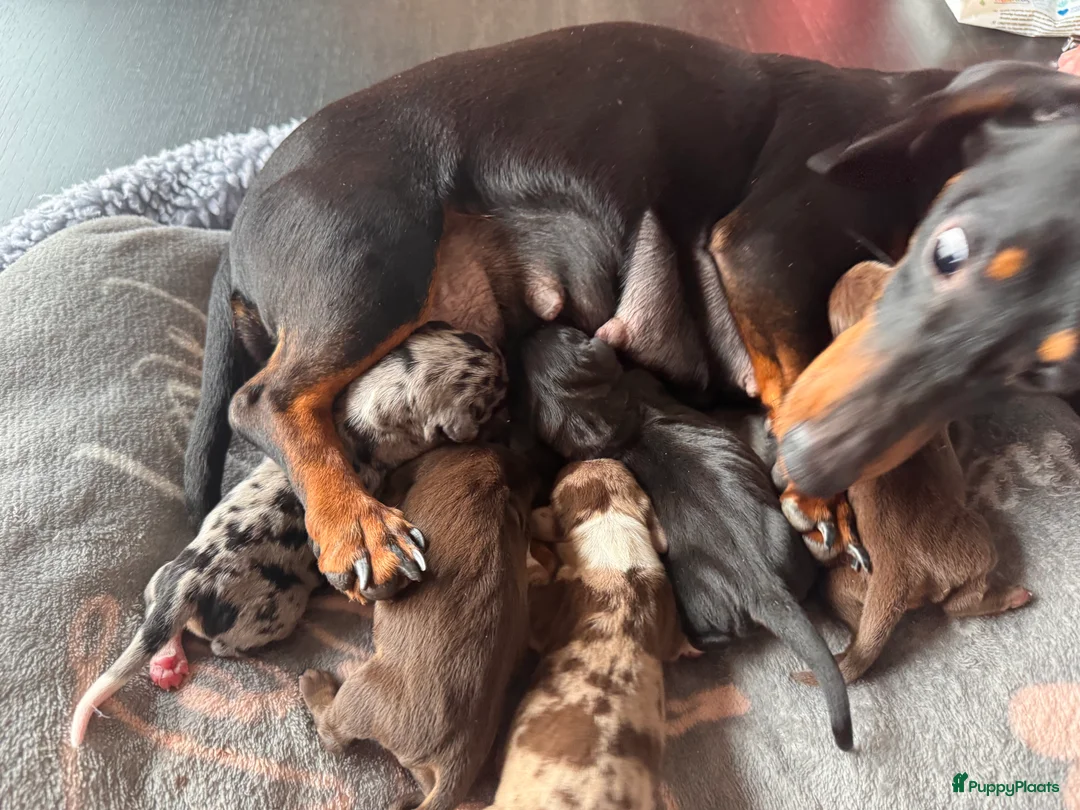 Teckel (korthaar)  honden te koop: Prachtige teckel pups  grootgebracht in huis - Advertentie 2