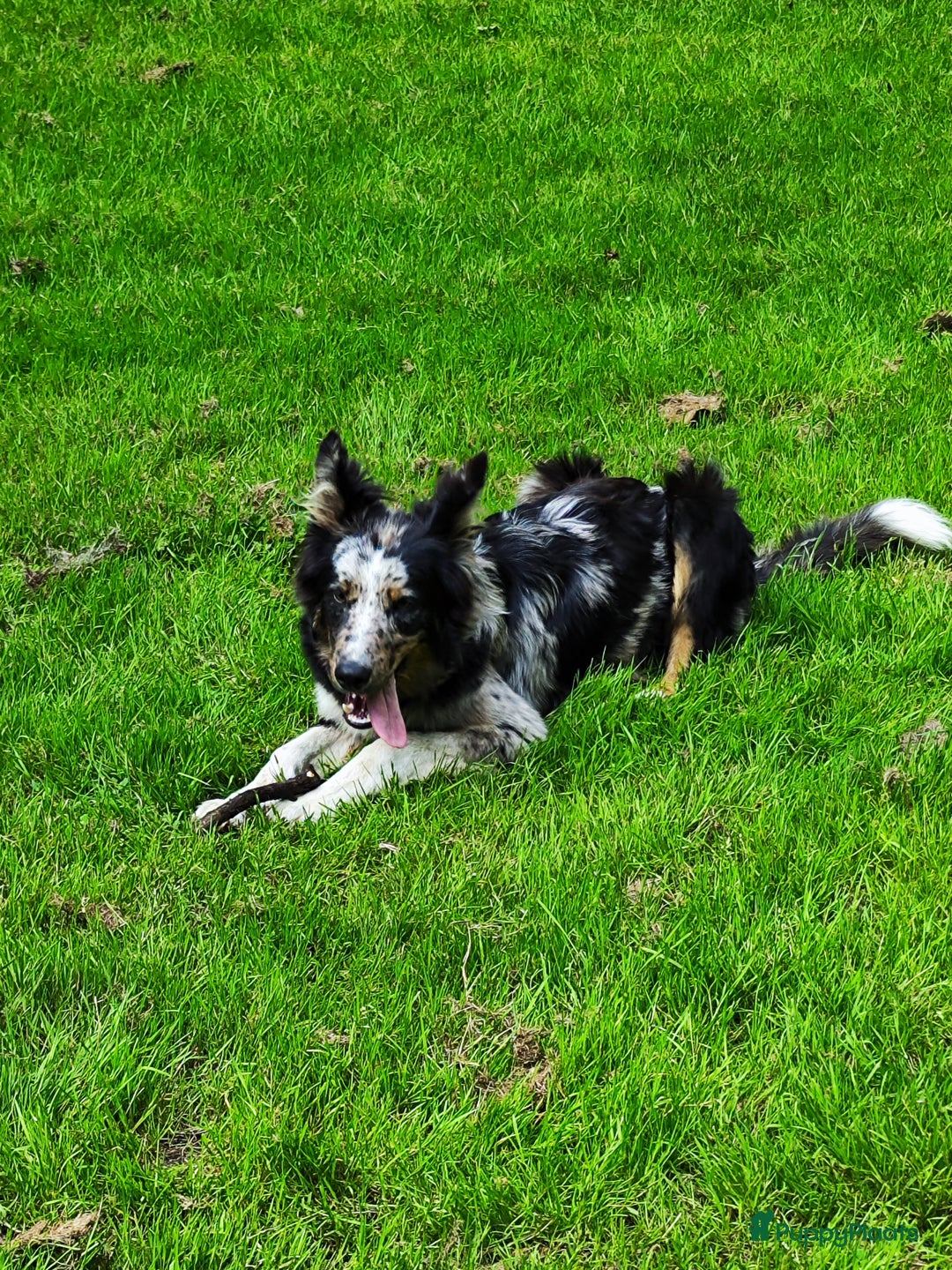 Kruising honden te koop: Unieke blue merle "Dollie" reu - Advertentie 2