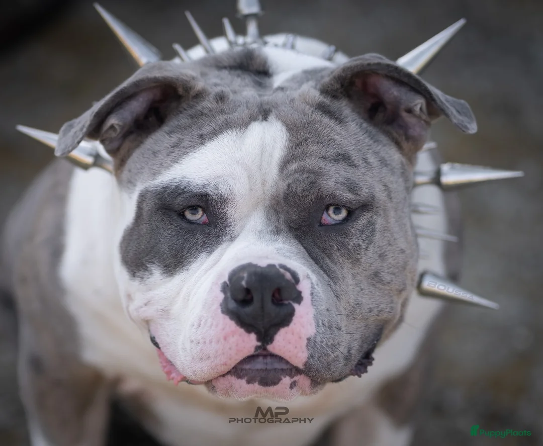 Amerikaanse Bully honden ter dekking: American Bully XL dekreu  - Advertentie 2