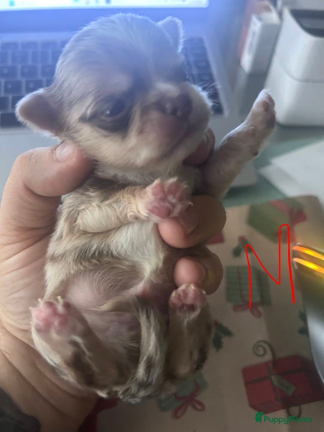 Chihuahua honden te koop: 6 lieve Chihuahua puppy’s - Advertentie 37