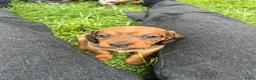 Kruising honden te koop: Dwerg teckel pupjes  - Advertentie 12