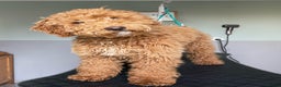 Australian Labradoodle honden te koop: Labradoodle medium ( Australian ) - Advertentie 15