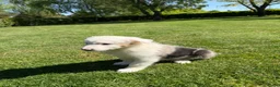 Kruising honden te koop: Australian Shepherd x Border Collie pups - Advertentie 31