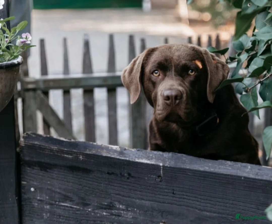 Labrador Retriever honden te koop: Labrador pupjes 🤎 nog 6 beschikbaar! - Advertentie 1