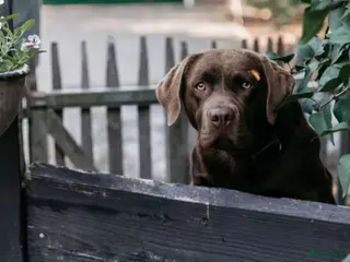 Labrador Retriever honden Labrador pupjes 🤎 nog 6 beschikbaar! - Advertentie 1