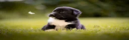 Kruising honden te koop: Huskador pupjes (labrador x Husky) - Advertentie 3
