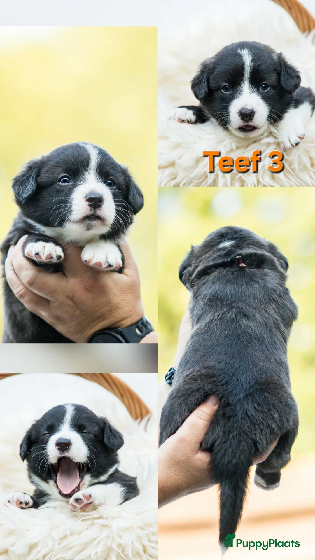 Welsh Corgi Cardigan honden te koop: Cardigan Welsh Corgi pups - Advertentie 25