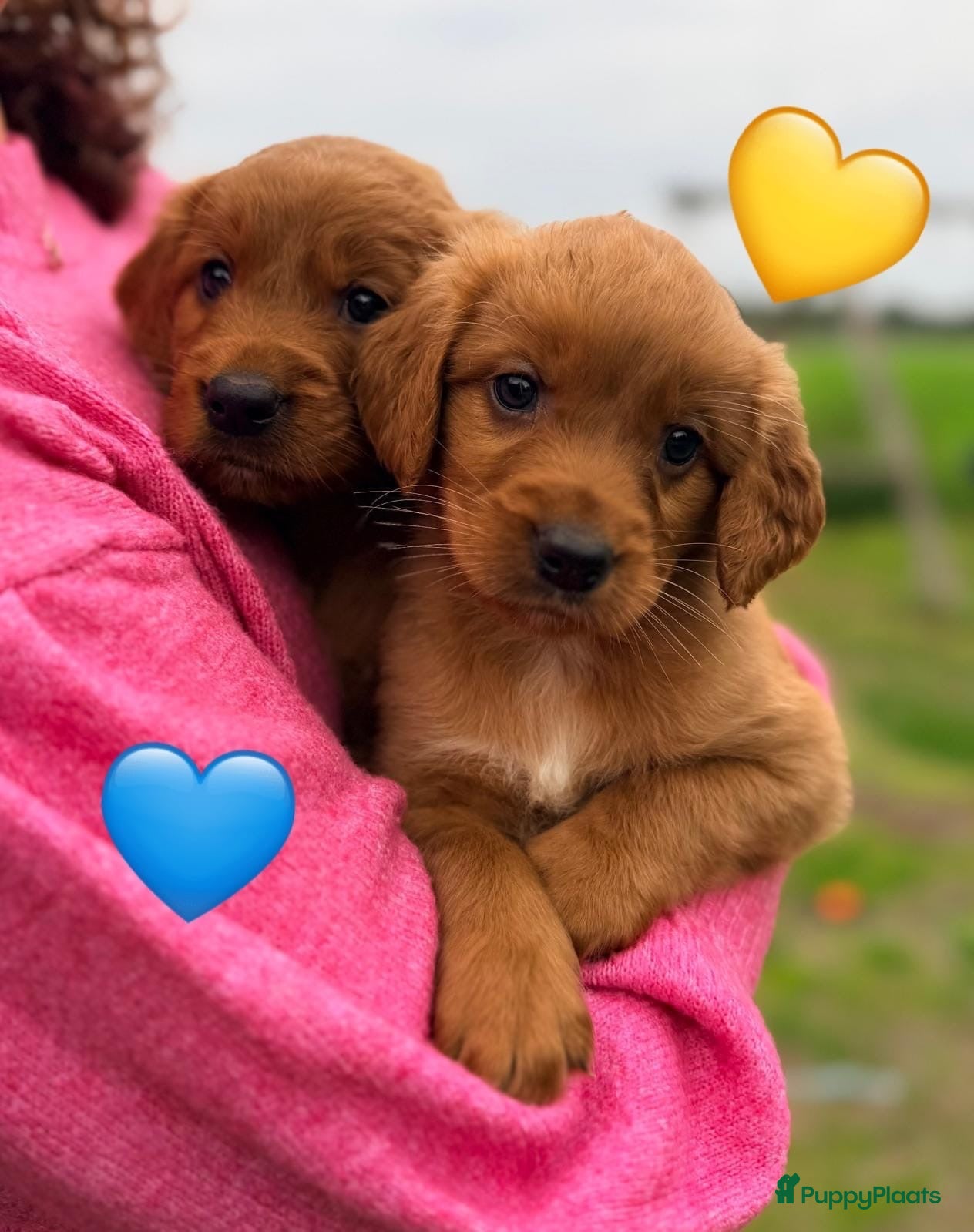 Kruising honden Lieve Irish Toller pups (Toller x Setter) - Advertentie 1