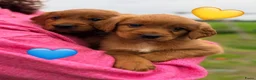 Kruising honden te koop: Lieve Irish Toller pups (Toller x Setter) - Advertentie 1