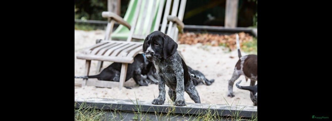 Duitse Staande Hond Draadhaar honden te koop: Duitse staande ruwhaar/draadhaar  - Afbeelding 20