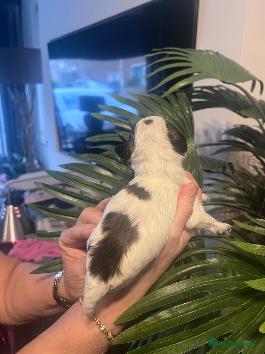 Cockapoo honden te koop: Cockapoo pups geboren  - Advertentie 21