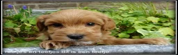 Maltipoo honden te koop: Maltipoo F1b pups - Advertentie 15