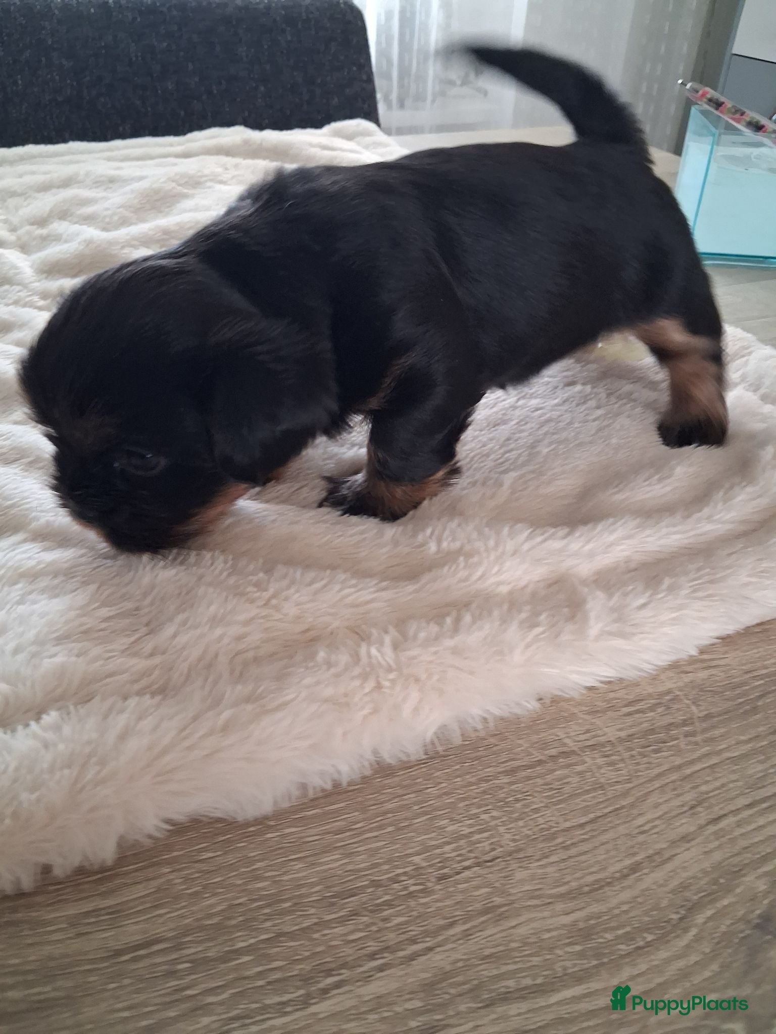 Kruising honden Nog één mooie Boomer pup! - Advertentie 4