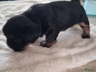 Kruising honden Nog één mooie Boomer pup! - Advertentie 4