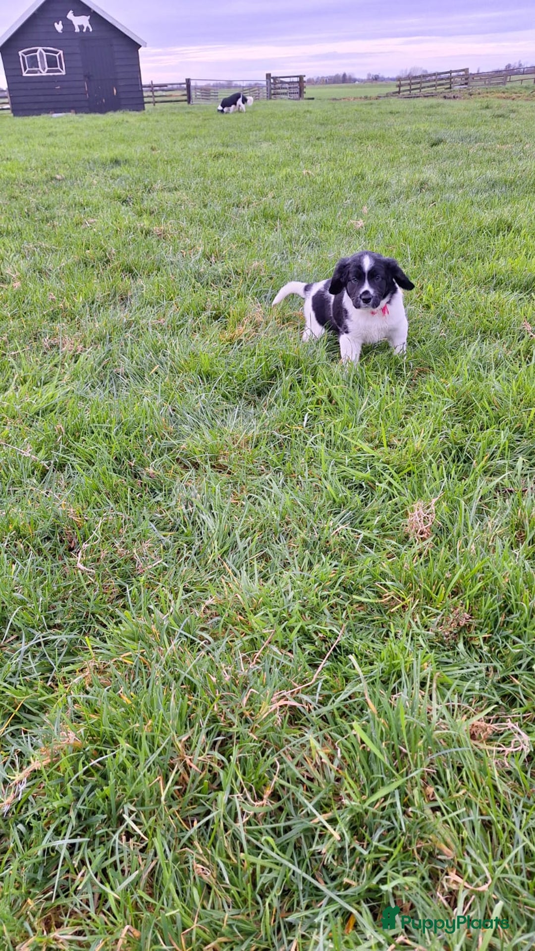Friese Stabij honden te koop: Te koop Friese stabij pups - Advertentie 4