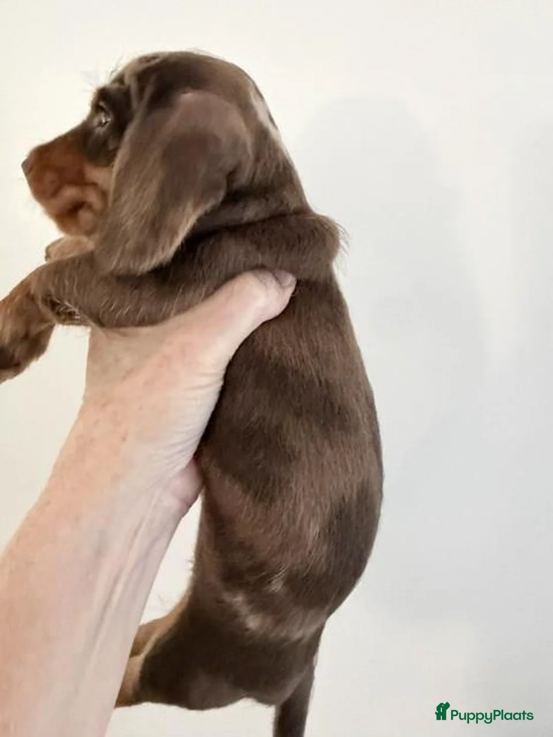 Ruwhaar Teckel honden te koop: Ruwharige dapple choco teckel reutje - Advertentie 5