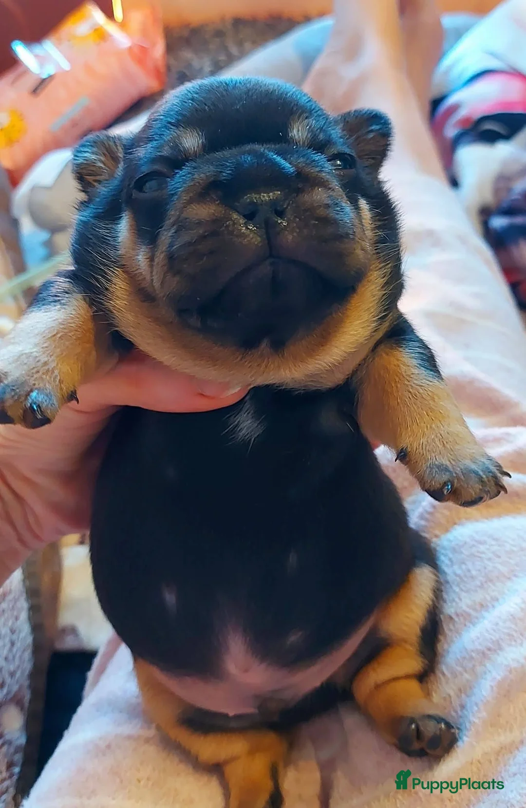 Franse Bulldog honden te koop: Prachtige Franse Bulldog pups met stamboom - Advertentie 2