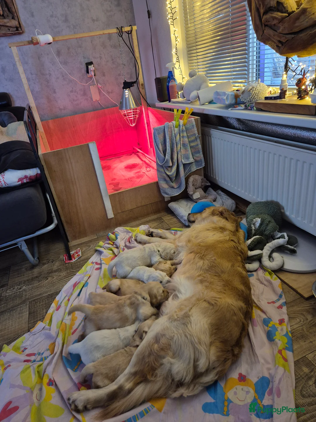 Golden Retriever honden te koop: Liefdevol en huiselijk nest Golden Retriever pups  - Advertentie 10