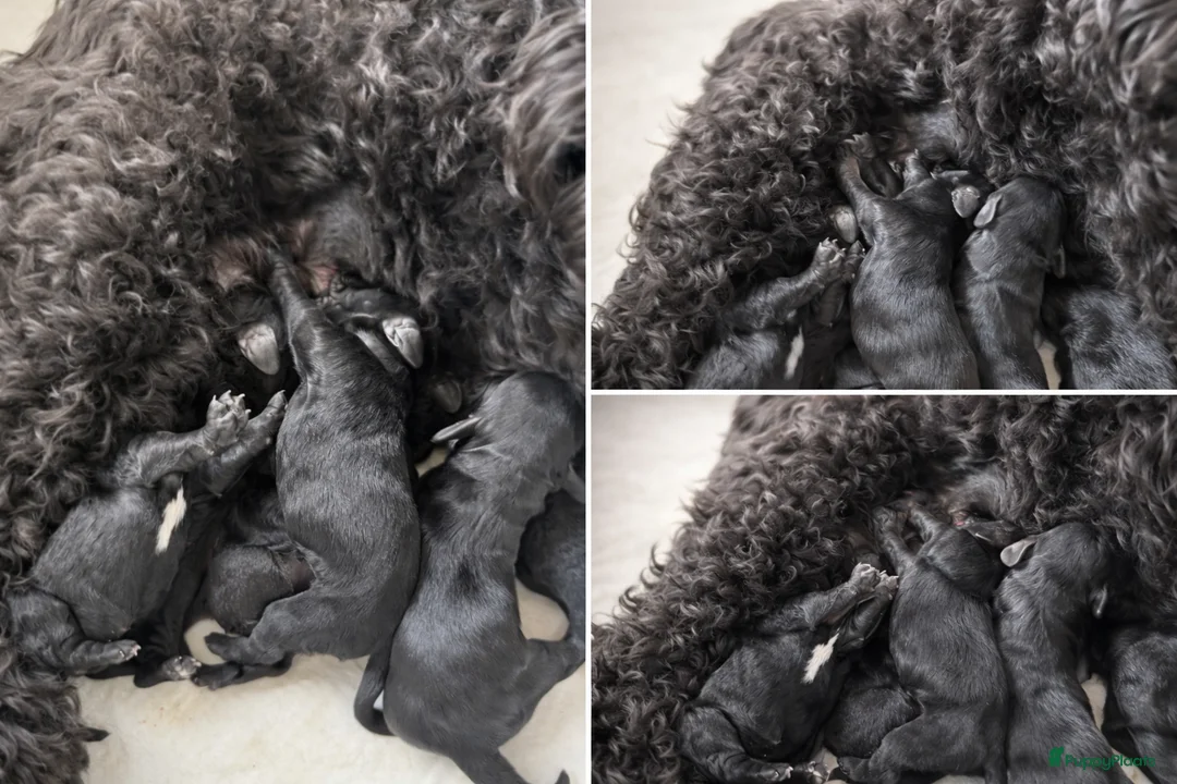 Cockapoo honden te koop: 6 prachtige cockapoo’s geboren - Advertentie 8
