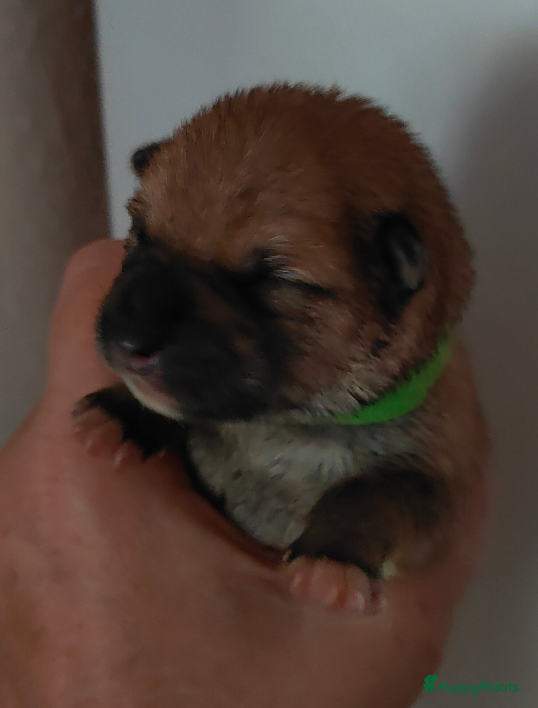 Shiba honden te koop: Shiba Inu pups met FCI stamboom - Advertentie 20