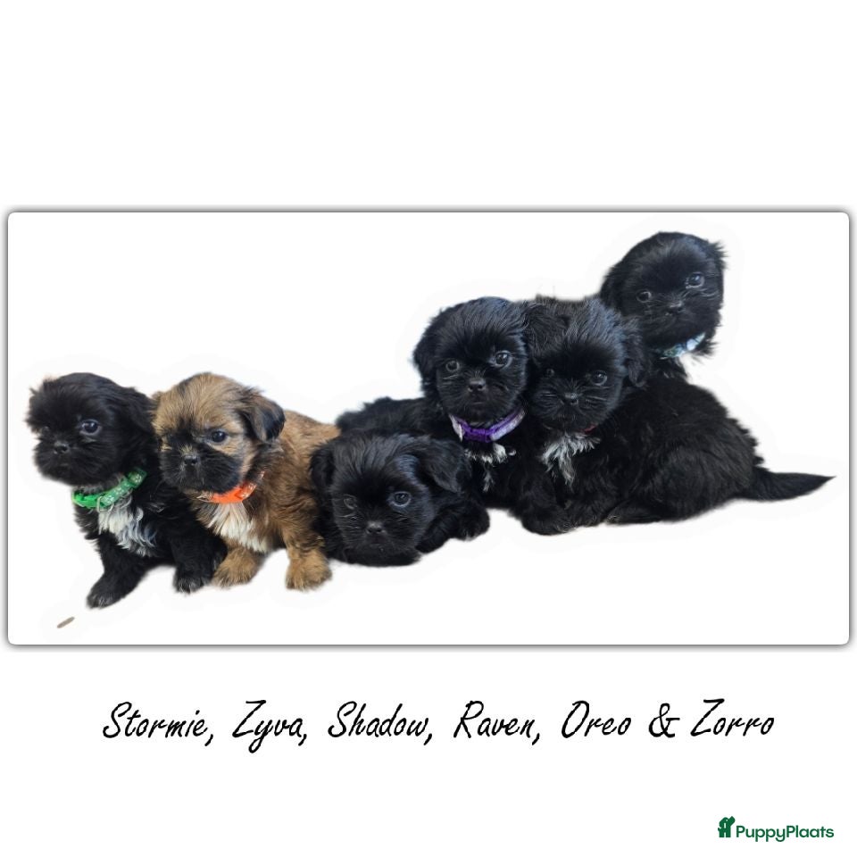 Kruising honden Shadow zoekt gouden mandje 🖤 Shih-Tzu/Boomer pup - Advertentie 9