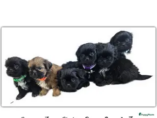 Kruising honden Shadow zoekt gouden mandje 🖤 Shih-Tzu/Boomer pup - Advertentie 9