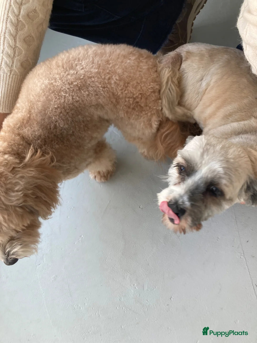 Kruising honden te koop: Mooie boomerpups 🥰 - Advertentie 2