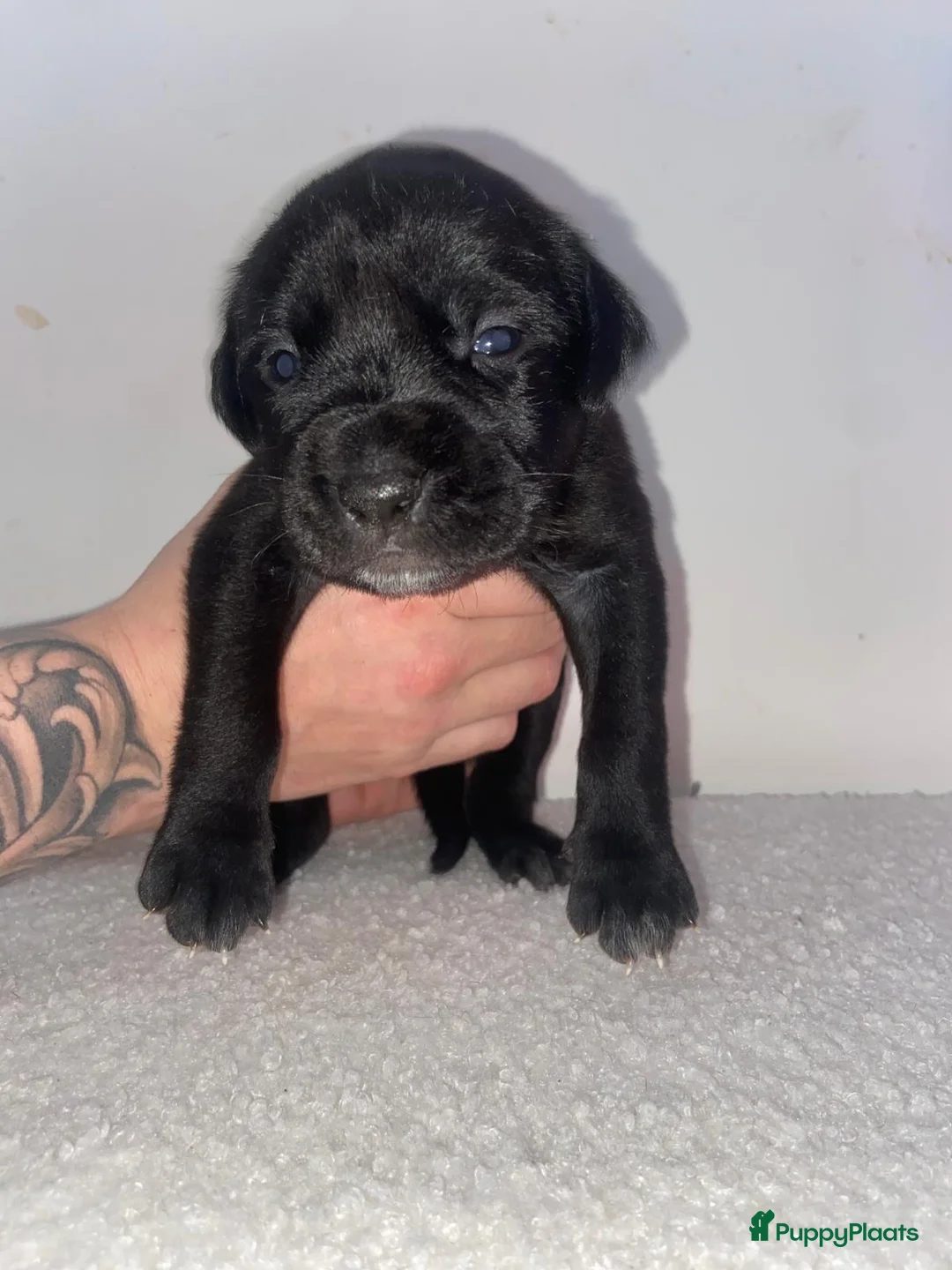 Kruising honden te koop: Bully xl pups  - Advertentie 12