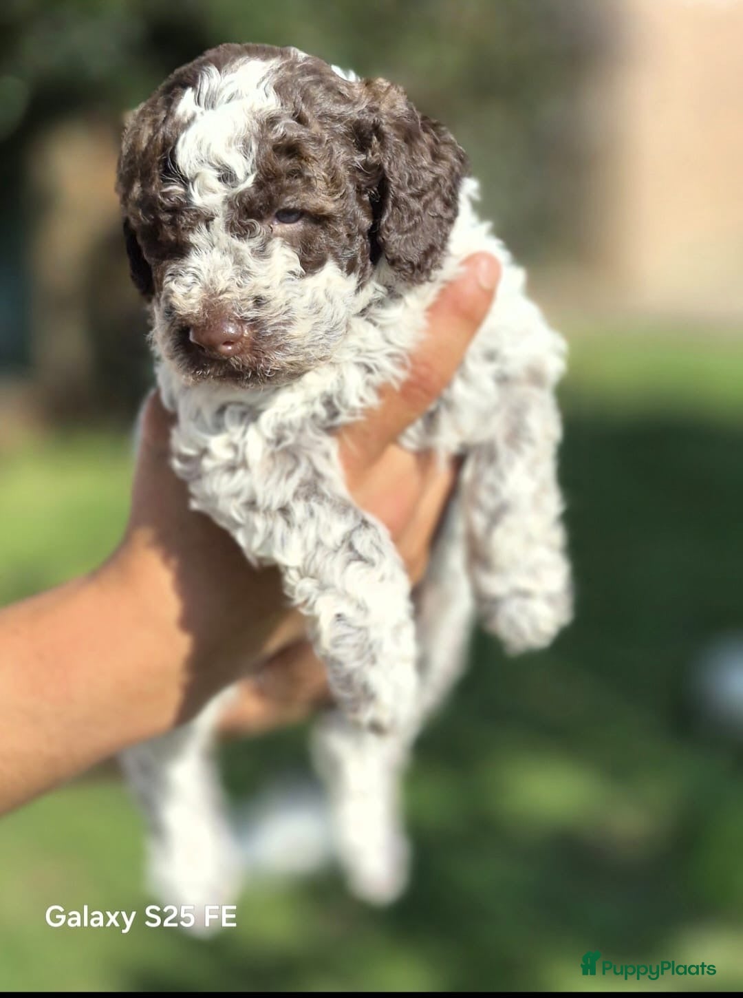 Lagotto Romagnolo honden Italiaanse waterpuppy's - Advertentie 1