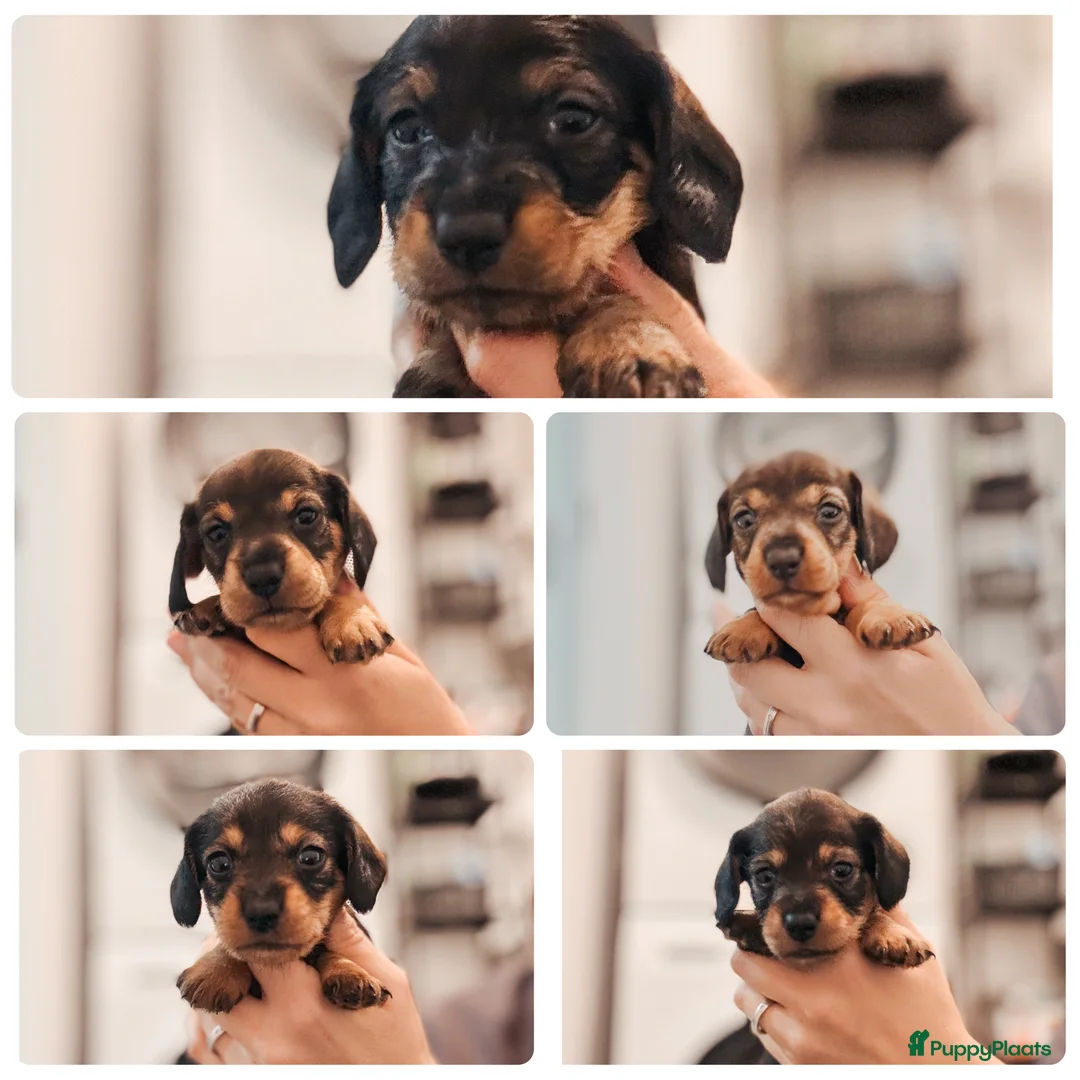 Ruwhaar Teckel honden te koop: Kaninchen/dwerg ruwharige teckeltjes  - Advertentie 1