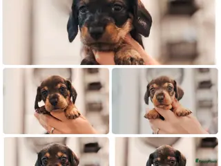 Ruwhaar Teckel honden Kaninchen/dwerg ruwharige teckeltjes - Advertentie 3