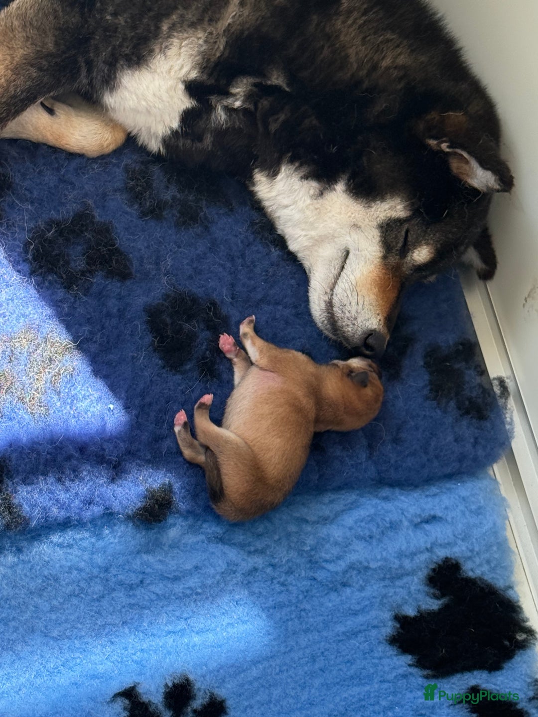 Shiba honden te koop: Shiba pups geboren in Kerkwerve - Afbeelding 8