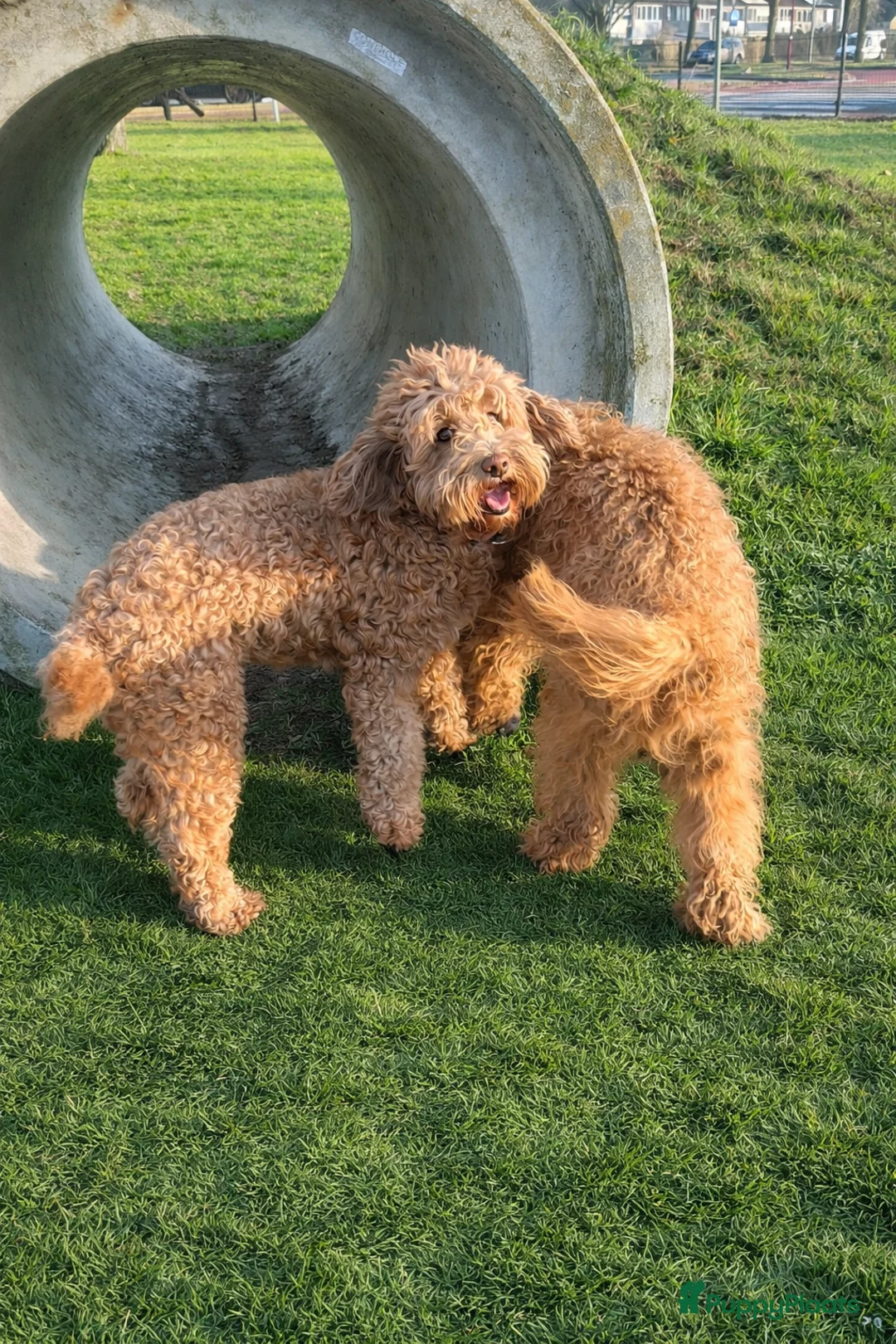 Australian Labradoodle honden te koop: Australian Labradoodle Pups  - Advertentie 33