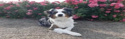 Australian Shepherd honden te koop: Stamboom pups geboren!  - Advertentie 4