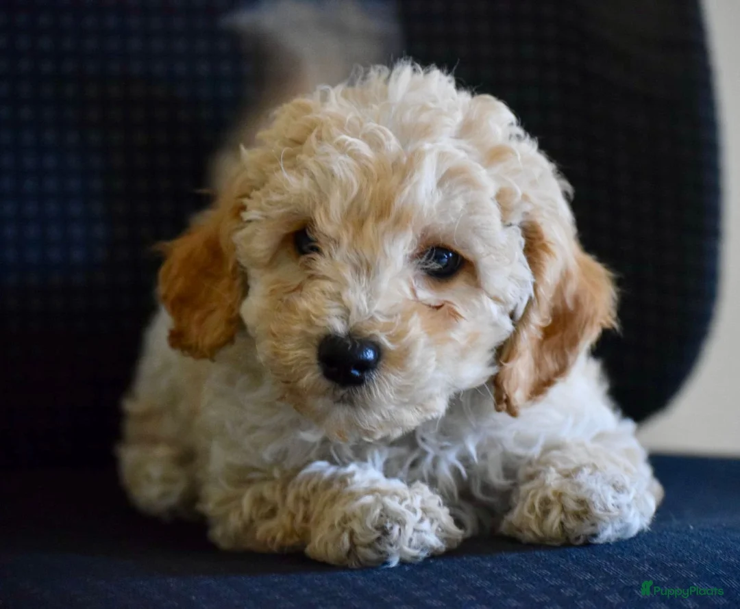 Maltipoo honden te koop: Mooie kleinblijvende MALTIPOO PUPS Met garantie  - Advertentie 4