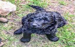 Labradoodle honden te koop: Labradoodle F4 pups te koop! 🐶 in Balkbrug - Afbeelding 15