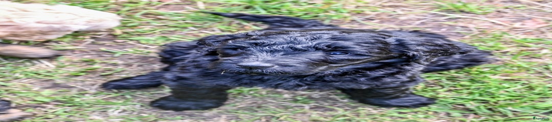 Labradoodle Puppy 6