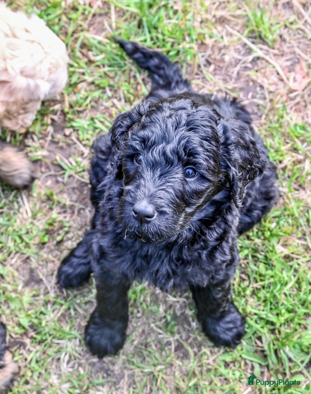 Labradoodle honden te koop: Labradoodle F4 pups te koop! 🐶 in Balkbrug - Afbeelding 15